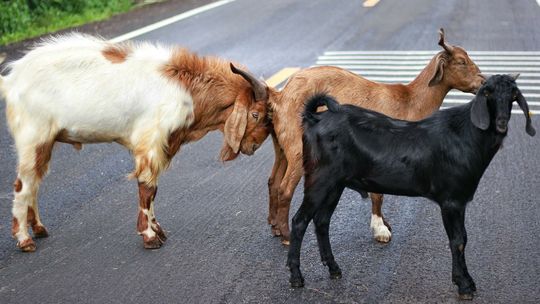 Lista marzeń mieszkańców Lublina. Jedni chcą kozy do wynajęcia, inni asfaltu