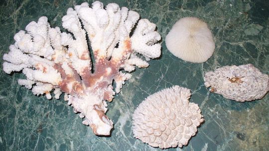 Litwin przemycał koralowce. \"Dostałem je od babci\"