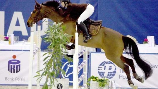 Logistyka dla koni, czyli luzak i ochraniacze magnetyczne