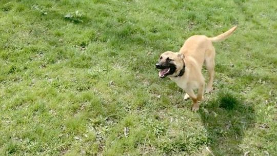 Logo w policji. Będzie szukał narkotyków