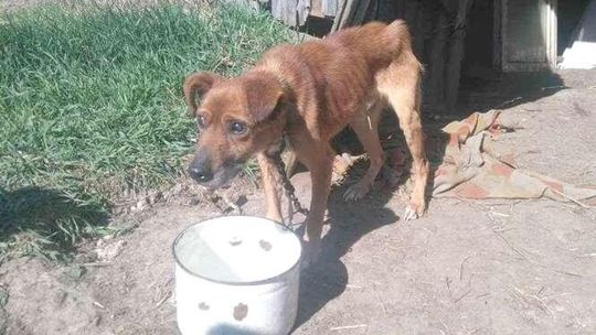 Lolek był skrajnie wyczerpany. Odebrano go właścicielom