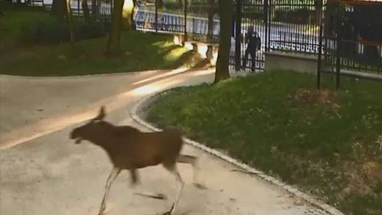 Łoś biegał po Ogrodzie Saskim. Wideo z monitoringu
