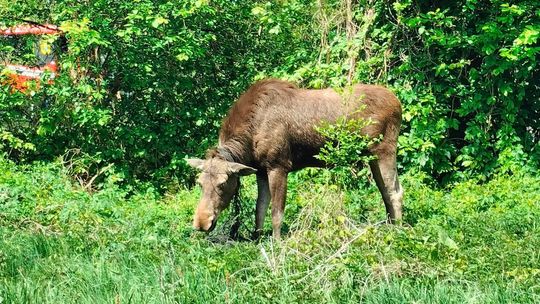 Łoś cały okablowany. Nietypowa akcja strażaków 