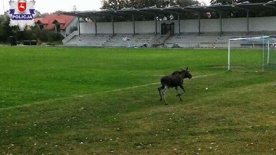 Łoś chciał pograć w piłkę? Zwierzę biegało po murawie stadionu