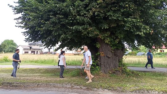 Los lip przy drodze 838 w rękach konserwatora