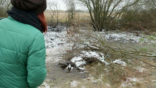 Łoś nie przeżył akcji ratunkowej