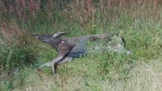 Łoś uderzył w samochód. Nie przeżył. Pasażerka trafiła do szpitala