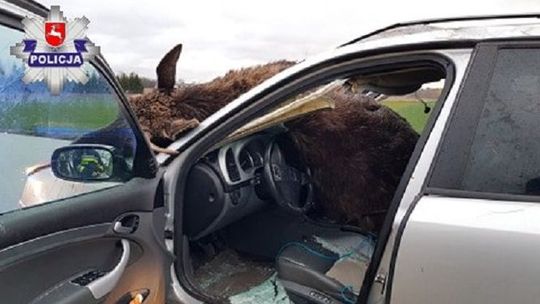 Łoś wbiegł na jezdnię tuż przed jadący samochód. Zwierzę częściowo wpadło do środka pojazdu