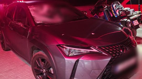 Łoś wpadł pod koła lexusa. Kolejne kolizje z udziałem dzikich zwierząt