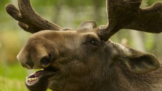 Łoś wpadł pod opla. Zwierzę padło na miejscu