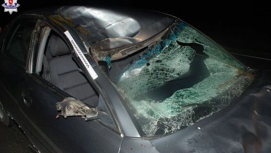 Łoś wybiegł na drogę. Kierowca nie zdążył wyhamować