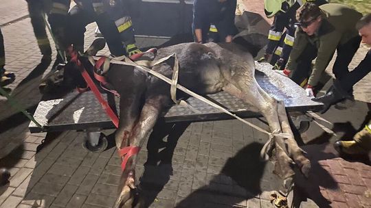 Łoś zawisł na ogrodzeniu. Akcja trwała prawie 10 h