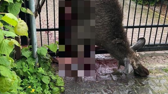 Łoś zgubił się w mieście. Smutny koniec