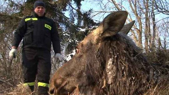 Łosie będą uratowane, pojadą do Katowic