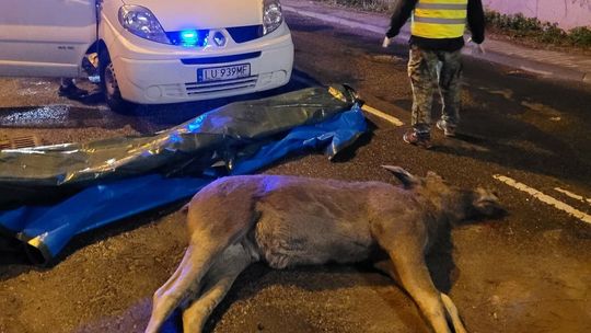 Łosie biegały w nocy po Lublinie. Niestety, jeden z nich zginął [zdjęcia]