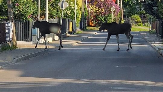 Łosie błąkały się po mieście. Tragiczny finał na ogrodzeniach  