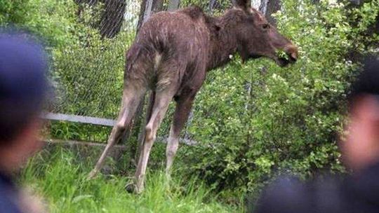 Łosie mnożą się, jak króliki. W lasach regionu jest ich dwa razy więcej