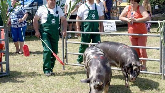 Loszki na wybiegu. Rozmowa z hodowcą trzody chlewnej