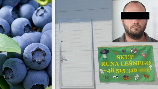 Łotysz skupował borówkę amerykańską, ale nie płacił sprzedawcom. "Zarobił" tak ok. 110 tys. zł