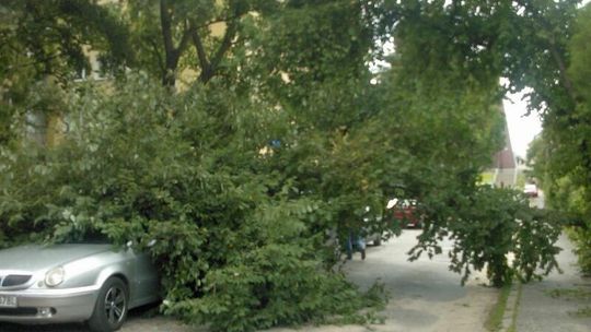 LSM: Drzewo spadło na dwa samochody