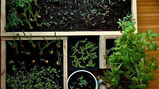 Lub design: Miejskie warzywniki - warsztaty