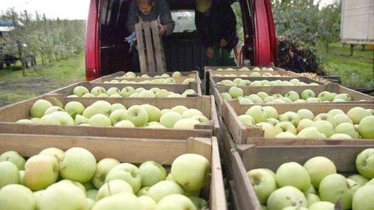 LubApple podbija świat. Lubelska recepta na na kryzys i rosyjskie embargo