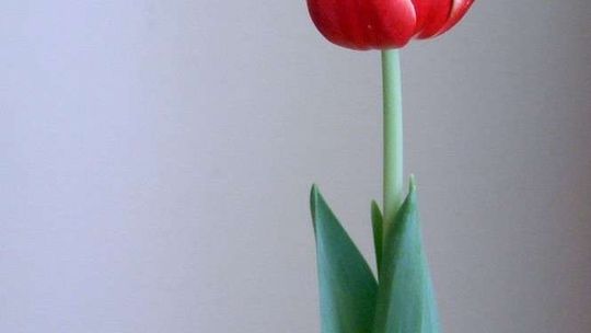 Lubartów: Cebulka tulipana za stare żelazko