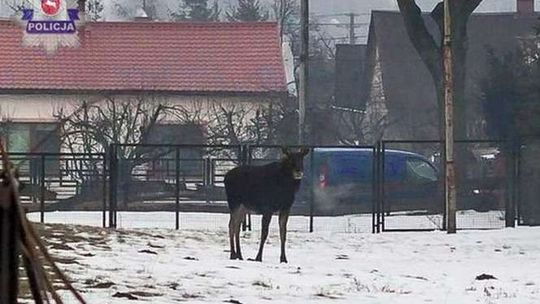 Lubartów: Łosie chodziły po mieście, jeden zginął