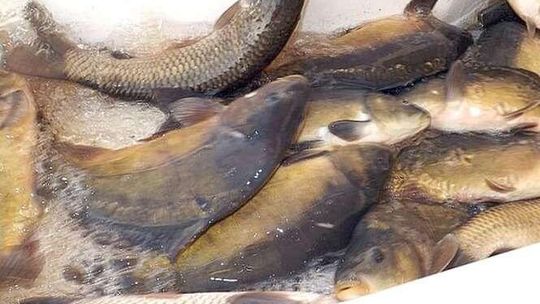 Lubartów: Wpuścili 600 kg ryb do miejskiego stawu