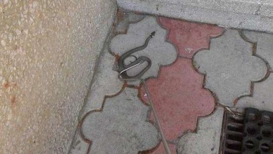 Lubartów: Zaskroniec wystraszył mieszkańców