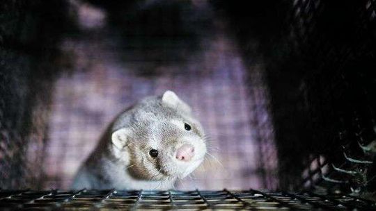 Lubelscy hodowcy norek drżą o przyszłość. Przez przypadek z Pomorza