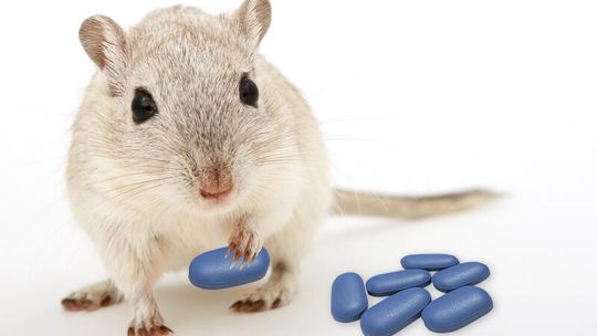 Lubelscy naukowcy sprawdzili. Viagra u myszy zdała egzamin