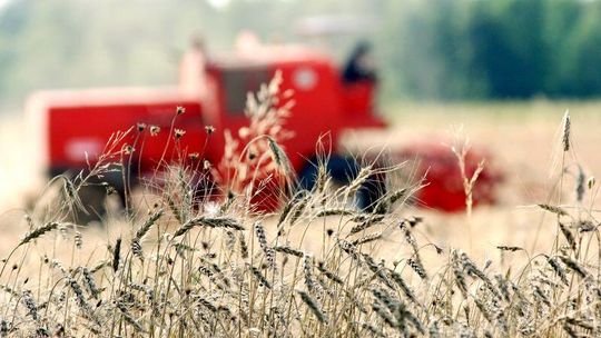 Lubelscy rolnicy skupiają się na uprawie zbóż i owoców