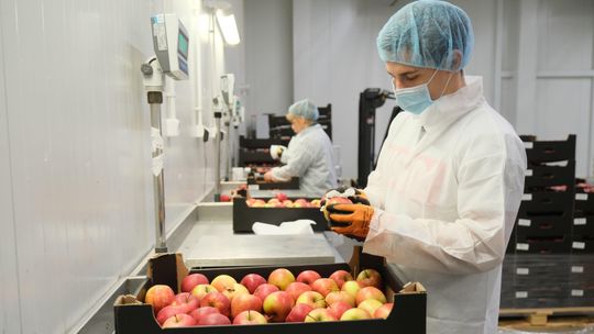 Lubelska firma wprowadza nową markę. Wszystkie owoce i warzywa pakuje w folię