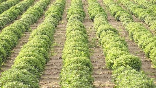 Lubelska firma: Wykryć szkodliwe mikroorganizmy na polu i wtedy zabić