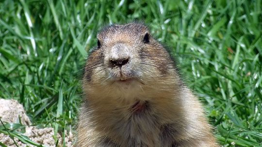 Lubelska Nagroda Ekologiczna: Dla kogo \"Suseł 2012”