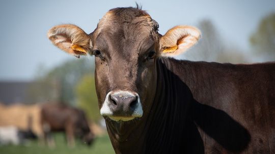 Lubelska policja ostrzega przed bykami, które uciekły z gospodarstwa