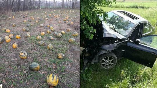 Lubelska policja podsumowuje rok z przymrużeniem oka: Dyniowa wpadka, BMW i antylopa