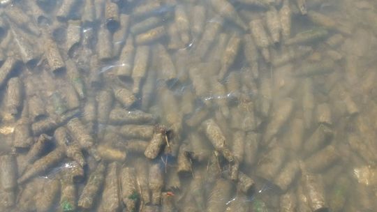 "Lubelska rafa butelkowa". Tak wygląda dno rzeki Czerniejówki w Lublinie [wideo]