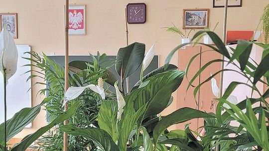 Lubelska szkoła powita uczniów kwiatami. "Rośliny redukują stres"