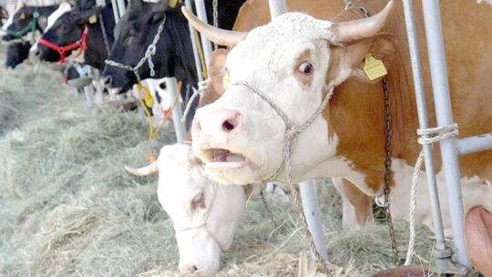 Lubelska wołowina podbije świat?