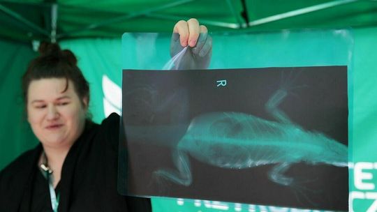 Lubelski Festiwal Nauki zaczął się piknikiem. Deszcz nie przeszkodził. Zdjęcia