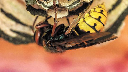 Lubelskie: 610 interwencji w sprawie likwidacji gniazd owadów. Co robić gdy użądli szerszeń?