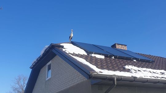 Lubelskie. Bocian przymarzł do dachu