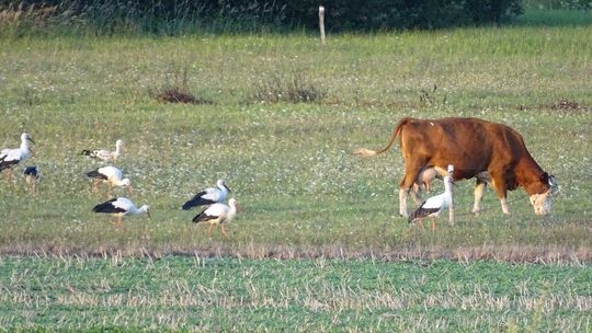 Lubelskie: Bociany sejmikują przed odlotem 