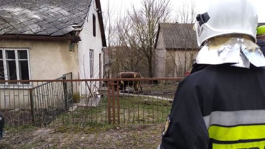 Lubelskie: Byk zaatakował gospodarza. "Przygniatał go rogami" [zdjęcia]