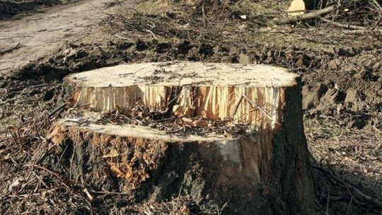 Lubelskie. Chcą budować drogę wojewódzką, a pani Maria prosi, żeby zostawić lipy