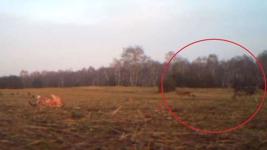 Lubelskie: Chciał nagrać drapieżne ptaki. Ale kamera uchwyciła inne zwierzęta [wideo]