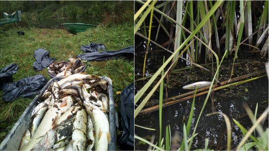 Lubelskie: Codziennie z rzeki wyciągają 100 kilogramów padłych ryb. Już wiadomo co je zabija