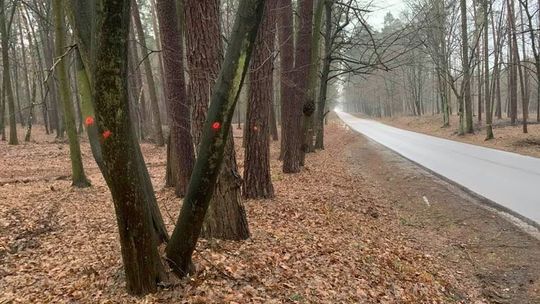 Lubelskie: Czerwona kropka znaczy wyrok. 300 przydrożnych drzew ma pójść pod topór